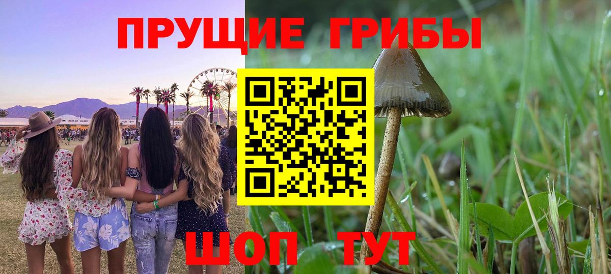 Псилоцибиновые грибы GOLDEN TEACHER  Вход с VPN  Советск 
